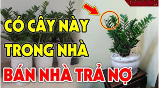Nhà có 4 loại cây này càng xanh tươi, sức khỏe càng sa sút, tiền bạc trôi sông nợ ngập đầu