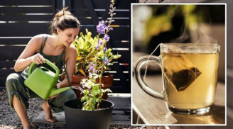 Nước trà để qua đêm đổ đi quá lãng phí: Chúng có 4 công dụng tuyệt vời này rất ít người biết
