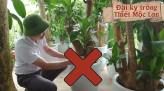 Thiết Mộc Lan hợp phong thủy nhưng rất kị với mệnh này, cố trồng tiền của khánh kiệt