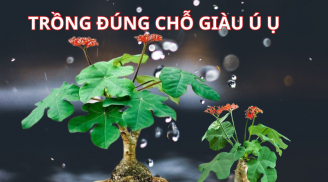 Trồng cây ngô đồng cảnh trước nhà có tốt không? Ai yêu thích loài cây này hãy chú ý những đại kỵ