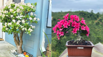3 loại 'hoa trường thọ' càng trồng càng giá trị: Vừa đẹp nhà, vừa tăng thu nhập