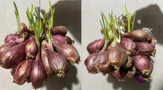 Có nên ăn hành khô mọc mầm không?