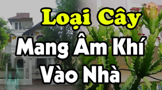 Trước cửa trồng cây âm, tiền bao nhiêu cũng mất sạch, cây âm là cây gì?