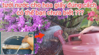 Hoa giấy thích nhất uống 1 loại nước: Tưới 1 cốc hoa nở nhiều hơn lá, rực rỡ quanh năm