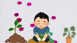 Mùa xuân nồm ẩm trồng cây này trong nhà vừa hút ẩm, thanh lọc không khí lại mang lại may mắn