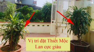 Tại sao nhà giàu thích trồng cây Thiết Mộc Lan trước cửa nhà?
