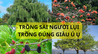Tổ tiên dặn phải nhớ: Trồng cây âm trước cửa gia đình lụi, chuyển đúng vị trí con cháu giàu. Nghĩa là thế nào?