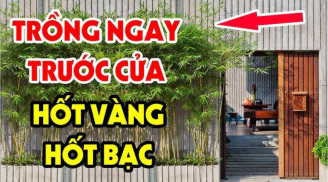 Trước nhà có 3 cây dương Lộc Bất Tận Hưởng, Hốt Vàng, Hốt Bạc, cây dương là cây gì?