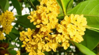 Các cụ dặn dò: 'Cửa trước trồng ba cây, con cháu 3 đời thịnh vượng', đó là cây gì?