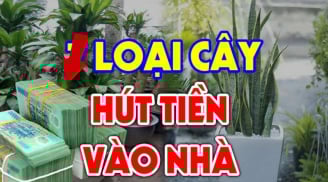 Có 2 cây trong nhà không giàu cũng nhiều phước, là cây gì?