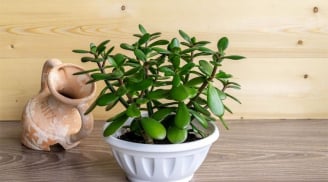 Loại cây đẻ ra tiền nhà giàu thường hay trồng: 4 lưu ý giúp phát huy tác dụng hút tài lộc và may mắn