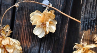 Người xưa dặn dò: 'Để 5 thứ này trong nhà, không tai họa bại vong cũng nợ nần chồng chất'