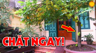 Trước nhà có 3 cây Sát Khí cao: Gia chủ đau ốm liên miên, kinh doanh thua lỗ, sớm muộn cũng lụi bại