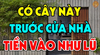 4 loại cây trồng trước nhà nào nhà đó tiền vào như nước lũ: Nhà giàu nào cũng có 1 cây