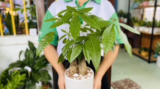 7 lỗi phong thủy phổ biến khi đặt cây cảnh trong nhà, làm sao để tránh?