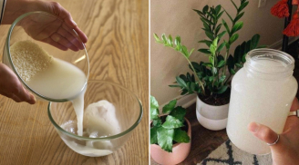 Cách ủ nước vo gạo lên men để tưới cây