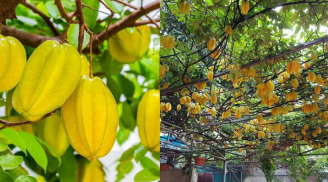 Mách mẹo trồng cây khế nhiều hoa trĩu quả thu hút tài lộc giàu sang mỗi quả khế như 1 nén vàng