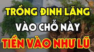 Tại sao nhà giàu thích trồng 1 cây Đinh Lăng trước cửa nhà?