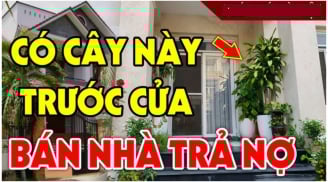 4 loại cây ác cây càng xanh tươi người càng khánh kiệt: Đó là cây gì?