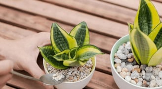5 loại cây khắc tinh của trời nồm, giúp hút ẩm khử hôi cực nhanh còn mang tới điềm lành