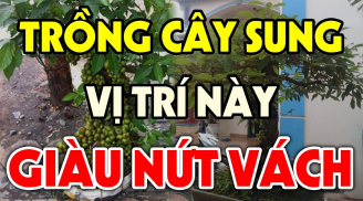 Cây Sung trồng trước nhà hay sau nhà thì hút tài lộc? Nhiều nhà trồng sai bảo sao nghèo mãi
