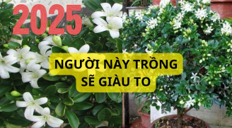 Có nên trồng cây nguyệt quế trước nhà? Cây đẹp hoa thơm nhưng phải chú ý tránh gặp xui rủi, nhất là người này