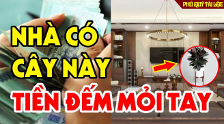 Tổ Tiên nói: '5 cây cảnh dưỡng người, hoa càng nở rộ người càng giàu sang', ngũ hoa đó là gì?