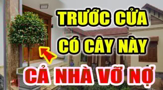 Vào cửa không trồng 4 cây, trong nhà không treo 3 vật: Gia chủ bỏ ngay Phúc- Lộc mới bền
