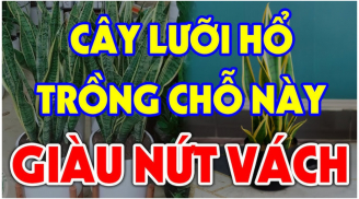 Cây Lưỡi Hổ xua đuổi Tà Ma, âm khí đừng trồng linh tinh: Đây là vị trí cực tốt, chỉ 1 cây cũng giàu