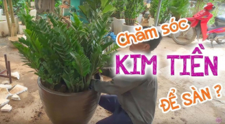 Trồng 1 cây có 3 tác dụng: Lọc sạch khí độc lại, hút về vận may, gia chủ phát tài