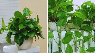 Trồng cây Trầu Bà trong nhà có tốt cho phong thủy gia đình không?