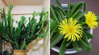 3 cây cảnh xấu xí nhưng nhà giàu rất thích trồng: Chỉ cần 1 cây đã đủ giàu có