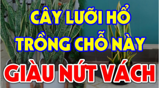 Cây kim tiền hút tài lộc vào nhà: Nhưng 2 tuổi này chớ dại trồng kẻo tiền bạc trôi sông, nợ ngập đầu