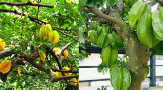 Người tuổi này nhớ trồng cây khế chỉ 1 cây nhỏ cũng thu hút tài lộc giàu có đặc biệt năm 2025 càng tốt