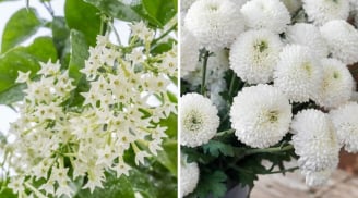 Người xưa dặn không sai: 'Hoa âm không vào nhà dương, hoa thịnh người suy': 5 cây cảnh thích đến mấy cũng không trồng