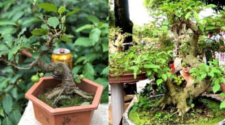 Người xưa dặn vị trí tốt nhất trồng cây sung thu hút tài lộc gia đình giàu có khỏe mạnh