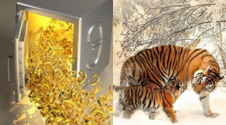 Tháng 2 âm lịch: 3 con giáp bà Chúa Kho gọi tên, Tài Lộc no nê, số 1 đếm tiền mỏi tay