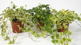 6 loại cây cảnh cực dễ trồng, lại tựa như 'máy lọc không khí' làm sạch ngôi nhà của bạn