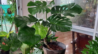 7 cây phong thủy đẹp này sẽ giúp gia chủ thu hút tài lộc và mang lại nhiều may mắn