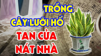 Cây lưỡi hổ hợp phong thủy nhưng 2 tuổi này trồng là rất kị, của cải trôi sông