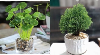 Chọn cây phong thủy 'chuẩn' cho 12 con giáp: Rước lộc, đón may mắn, an khang trọn vẹn