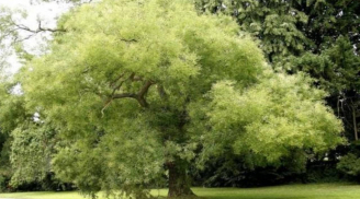 Tổ Tiên căn dặn: 'Nghèo khổ đến mấy cũng đừng chặt 3 cây này, con cháu về sau hưởng lộc vàng'