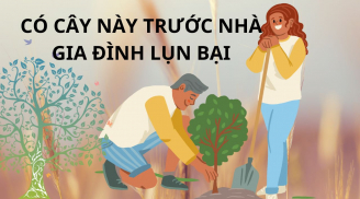 Tổ tiên dặn kỹ: 5 loại cây này dẫu có thích cũng không trồng trước nhà, cây khỏe người yếu, khó mà giàu được