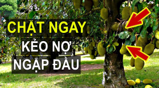 Tổ Tiên nói: '5 loại cây trồng trong dương trạch, con cháu không nghèo cũng bại vong', đó là cây gì?