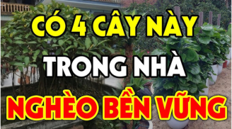 4 loại cây hút Âm Khí: Trồng trước nhà cây càng xanh tươi người càng hao tài, khánh kiệt: Đó là cây gì?