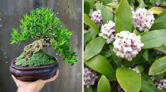 5 cây cảnh như máy lọc không khí, giúp diệt khuẩn, khử mùi hôi: Nhà to hay nhỏ cũng nên trồng 1 cây