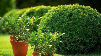 Có nên trồng cây hoa ngâu trước nhà? Đặc biệt gia đình nhiều người khắc khẩu khắc mệnh hãy chú ý