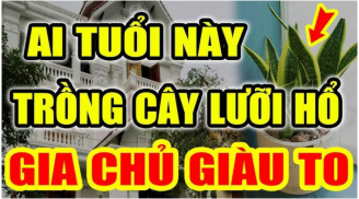 Người tuổi này trồng cây Lưỡi Hổ như Rồng cưỡi mây: Kinh doanh đắc tài chẳng thiếu tiền xài, 1 cây cũng giàu