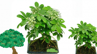 Người xưa dặn trồng 4 cây này mà nở hoa là có điềm khó giàu lên được, xử lý ngay tránh mất lộc