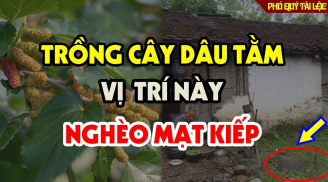 Trước cửa có 3 cây âm, cuộc sống gập ghềnh trắc trở, 3 cây âm là những cây nào?